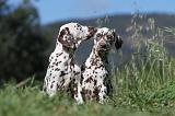 DALMATIEN 049